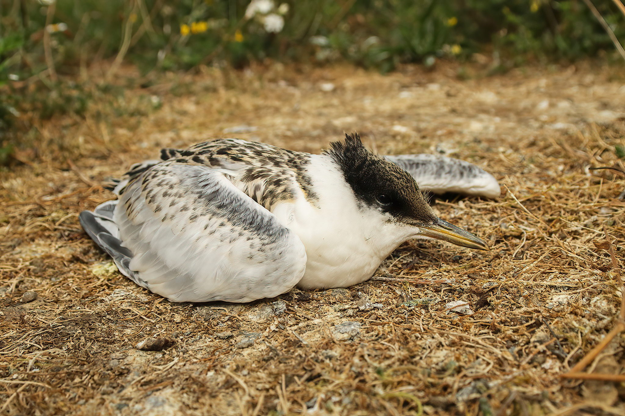 Sandwich tern dying from avian flu - july 2023, Bliek
