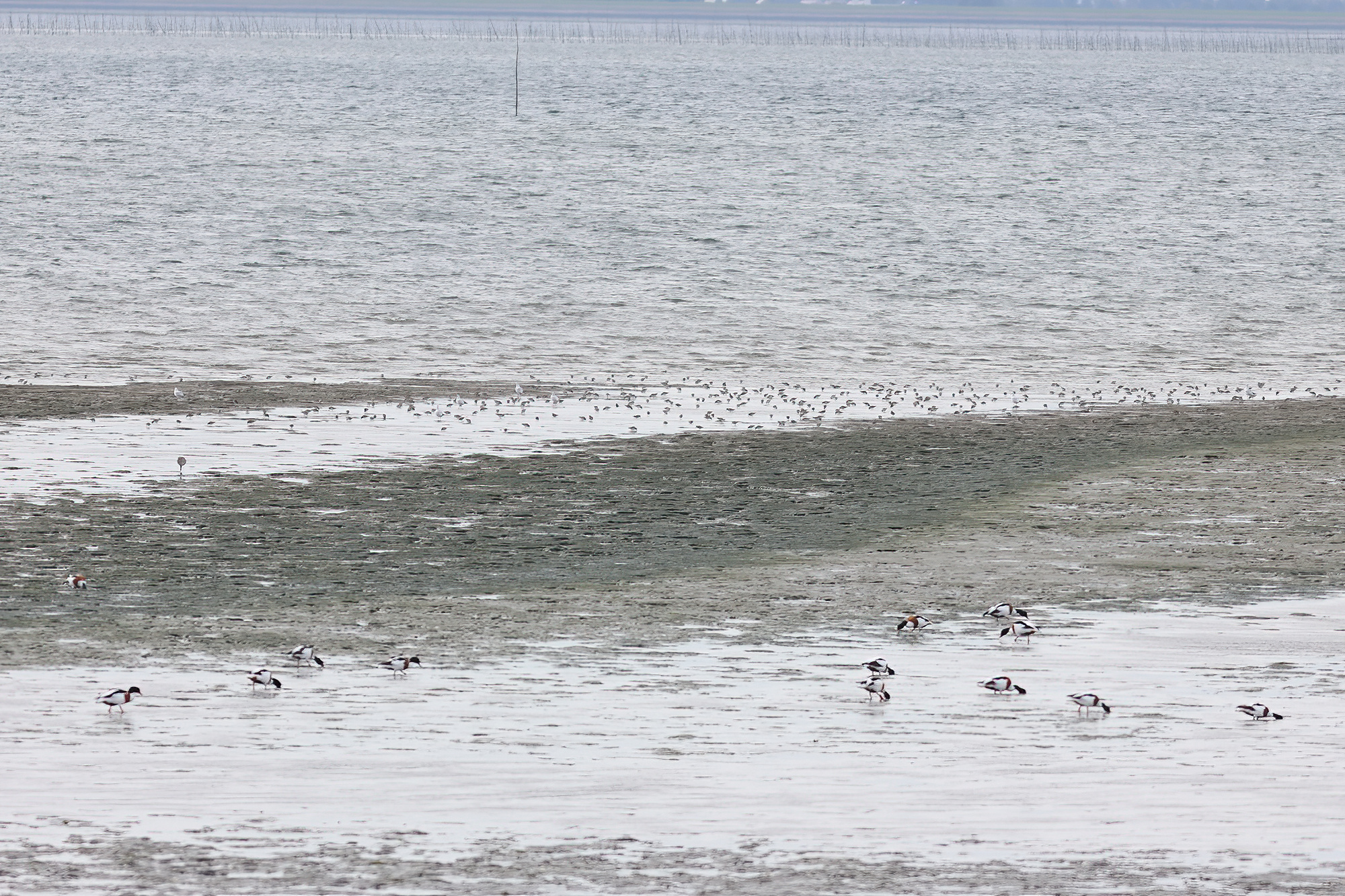 Foeragerende watervogels, met name bonte strandlopers en bergeenden